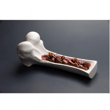 HUESO FEMUR PORCELANA2.jpg